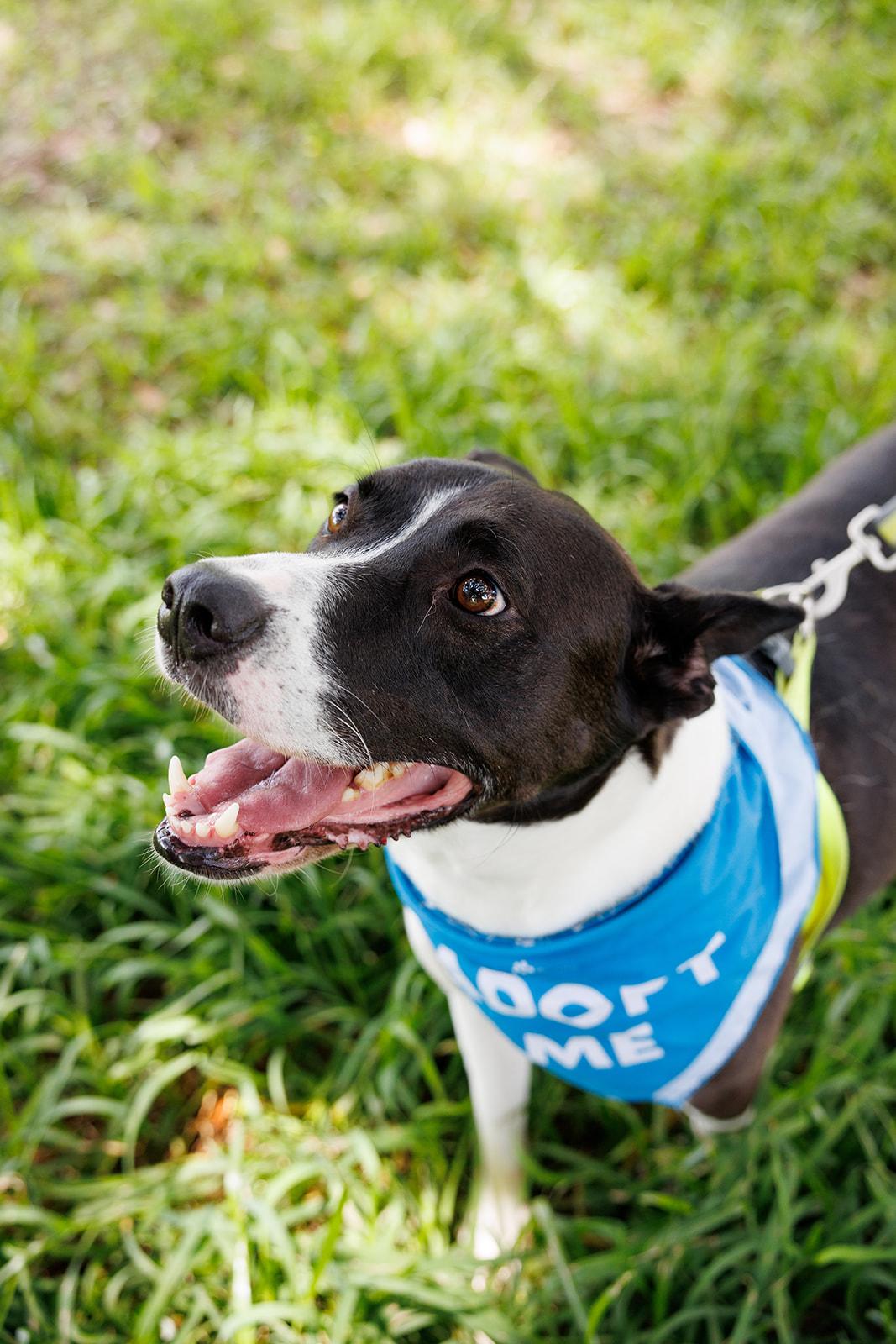 Banjo, Adoptable, Adult Male Akita.