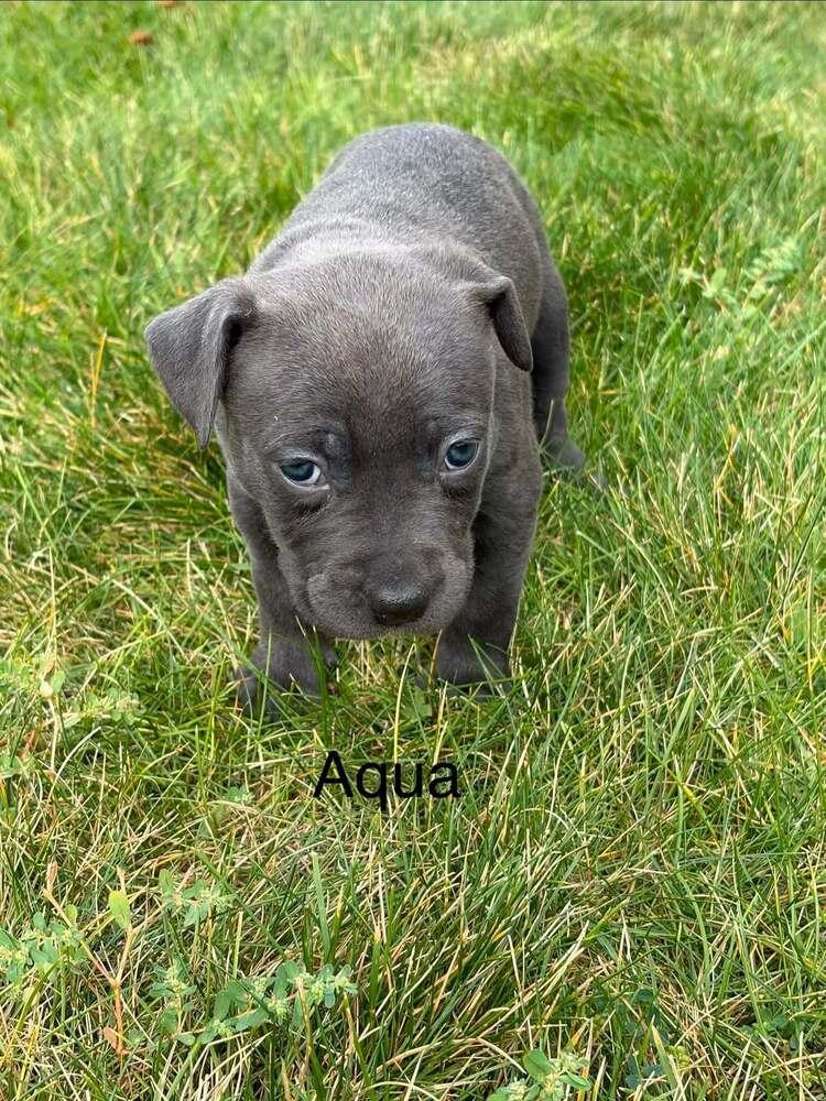 Aqua, Adoptable, Puppy Female Pit Bull Terrier.