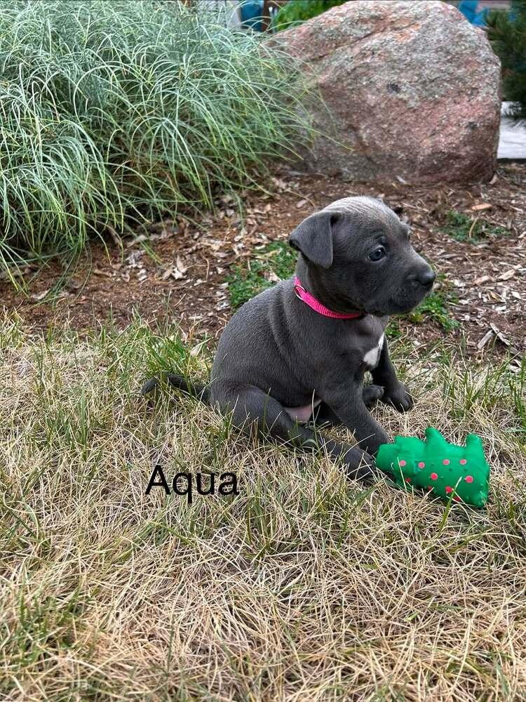 Enlarge Aqua, a Adoptable mixed breed in Denver, CO image 2/3