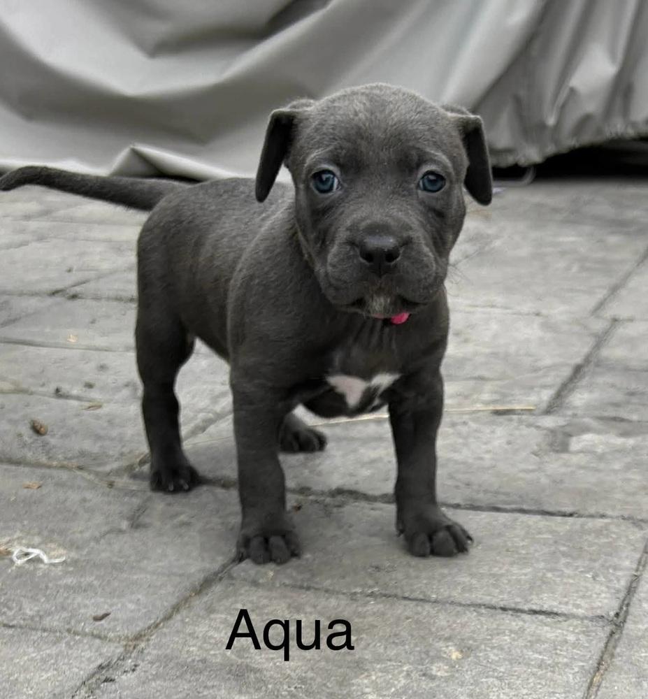 Enlarge Aqua, a Adoptable mixed breed in Denver, CO image 3/3