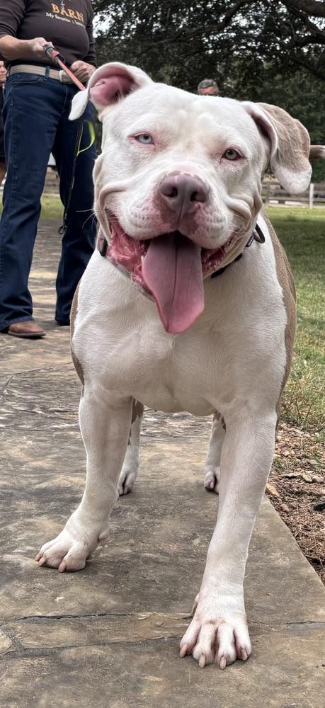 Star, Adopted, Adult Female American Bully.