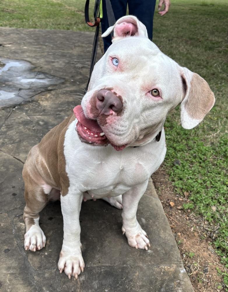 Star, a Adopted American Bully image 2/6