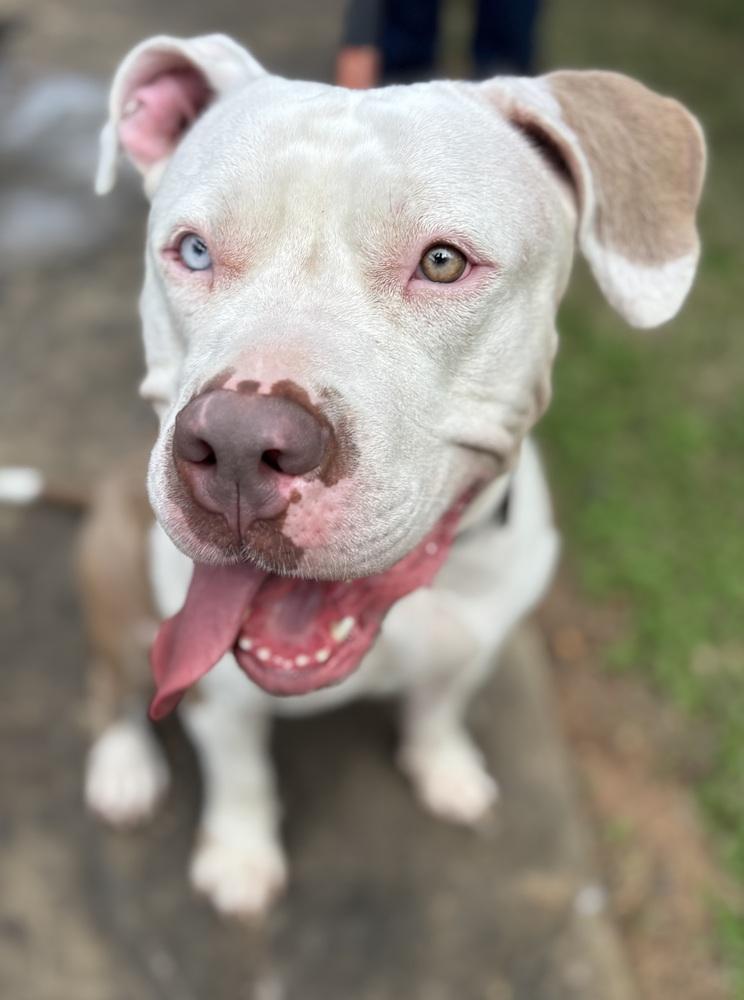 Star, a Adopted American Bully image 3/6