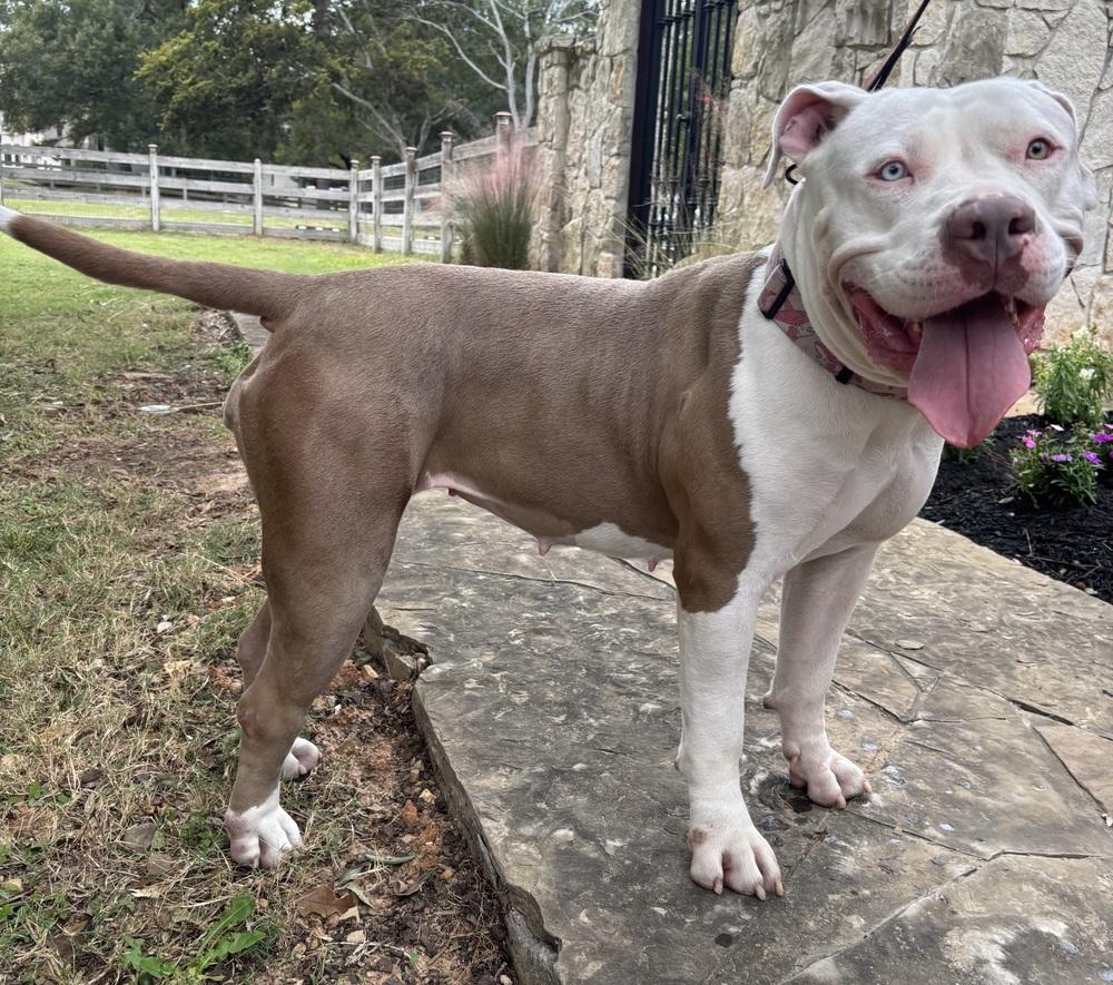 Star, a Adopted American Bully image 4/6