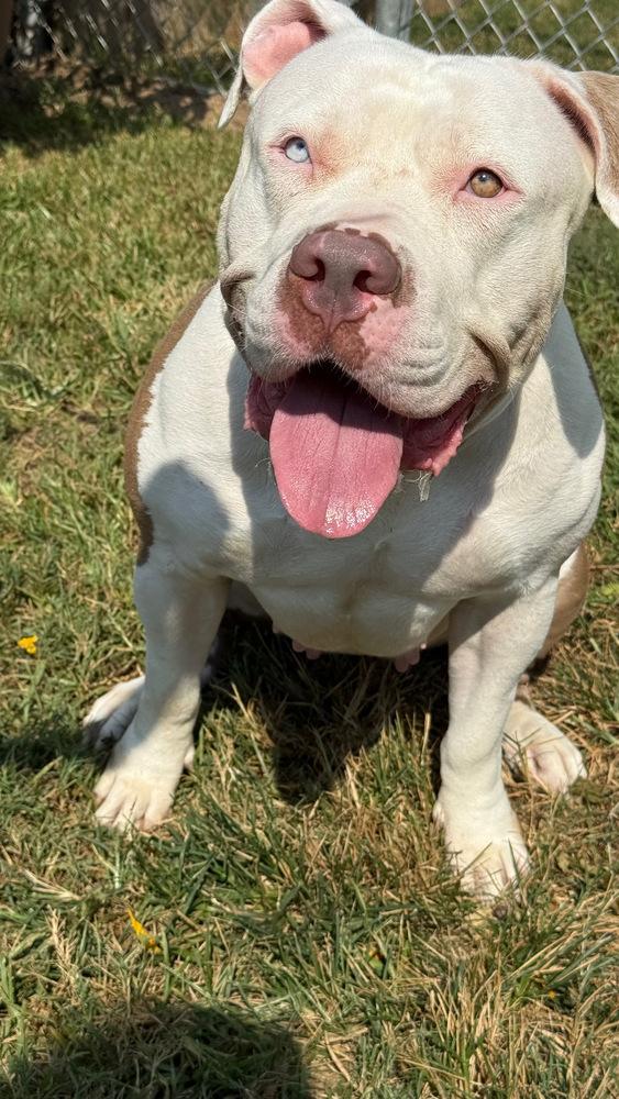 Star, a Adopted American Bully image 5/6