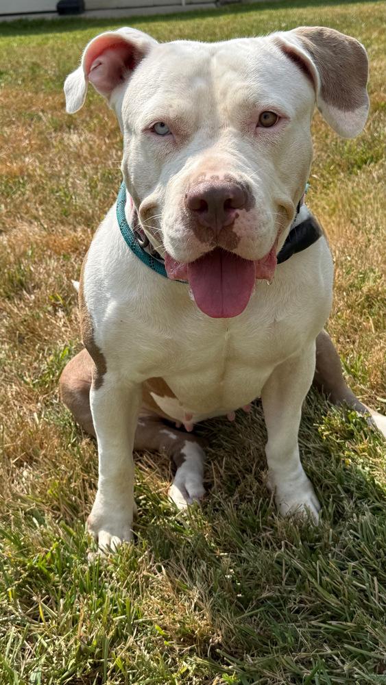Star, a Adopted American Bully image 6/6