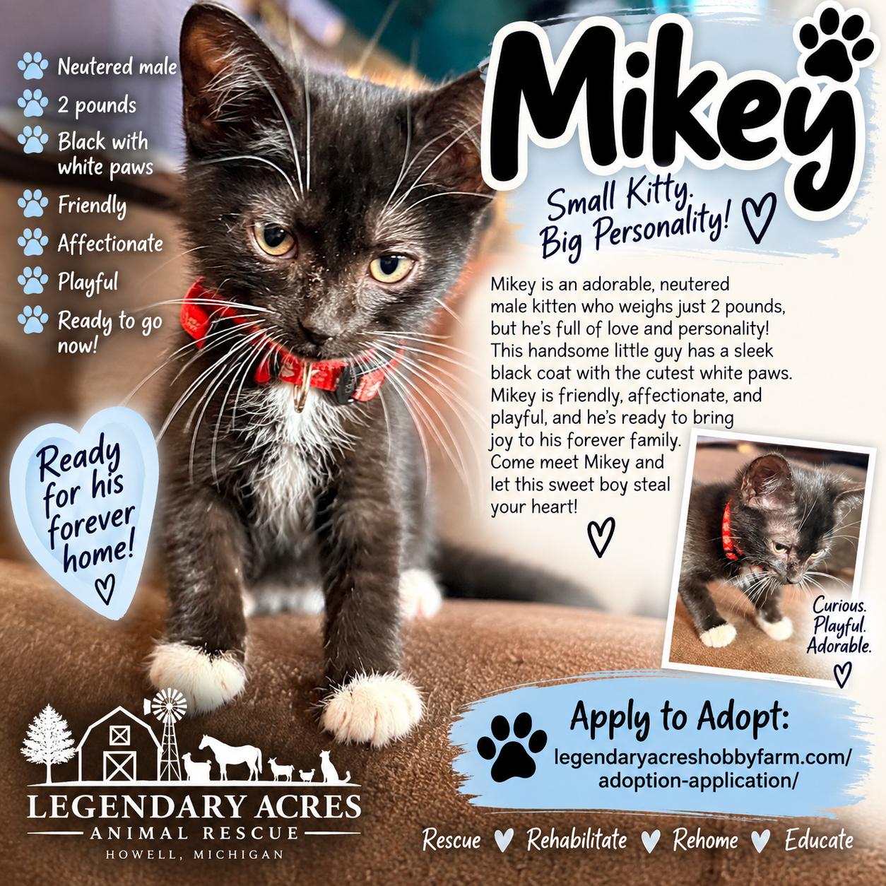 Mikey, Adopted, Kitten Male American Shorthair.