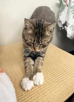 Magog, Adoptable, Young Male Domestic Short Hair.