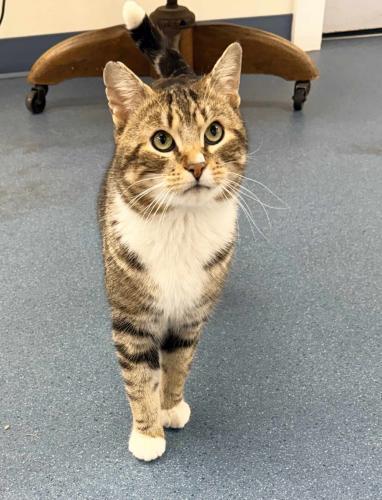 Magog, a Adoptable Domestic Short Hair in St. Johnsbury, VT image 2/3
