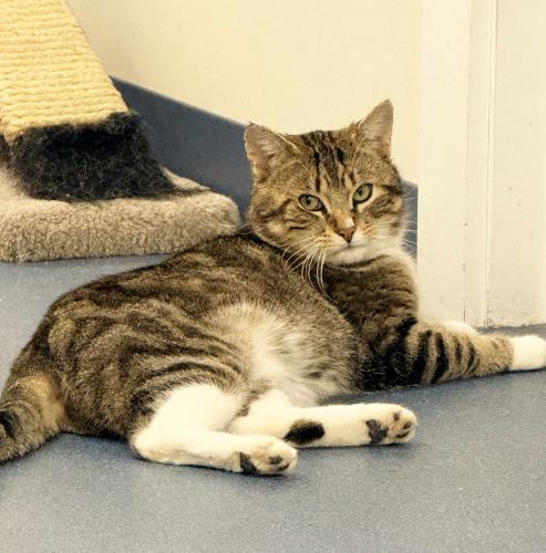 Magog, a Adoptable Domestic Short Hair in St. Johnsbury, VT image 3/3