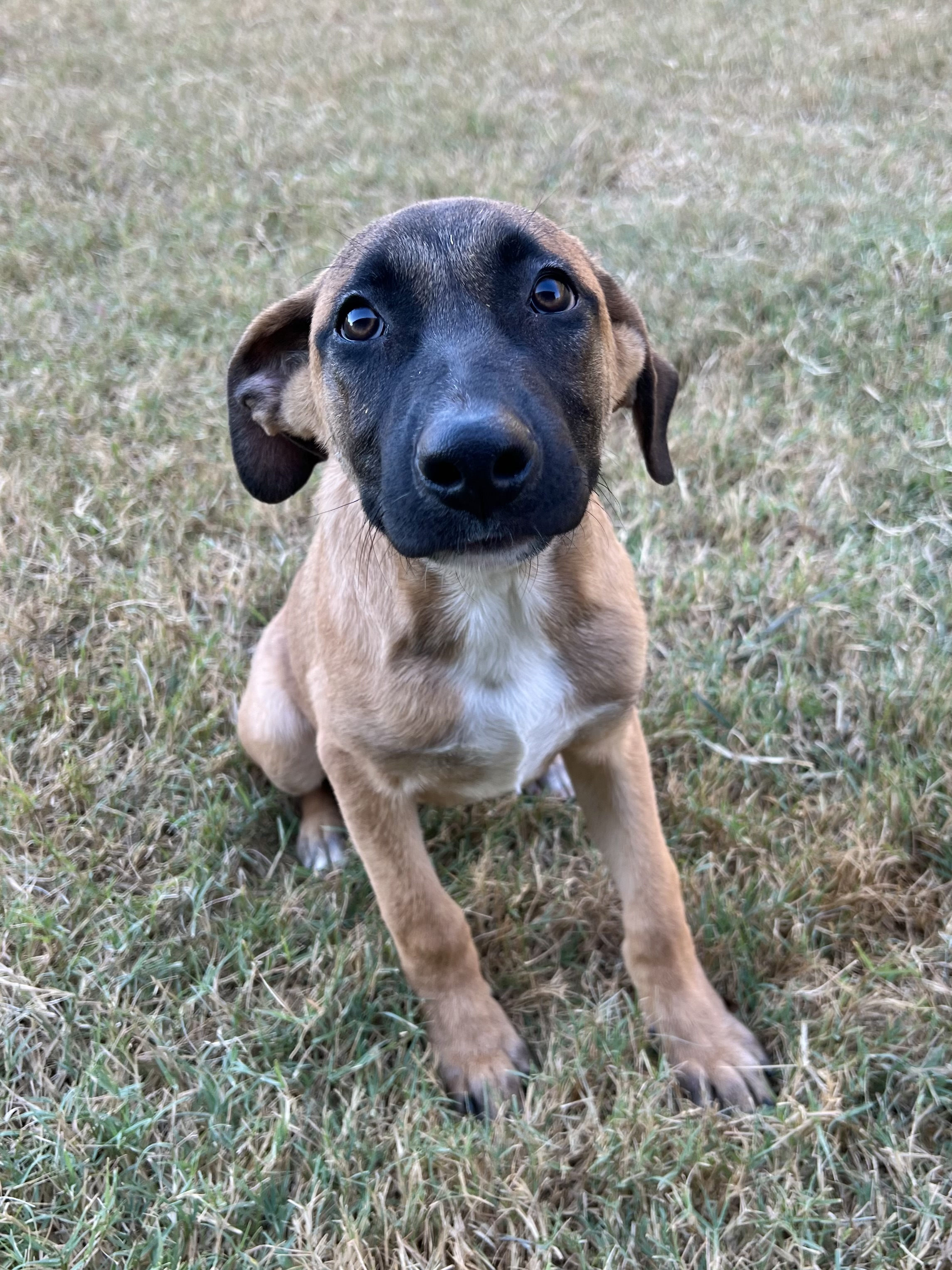 Dog for adoption Kirby, a Black Mouth Cur in Green River, UT Petfinder