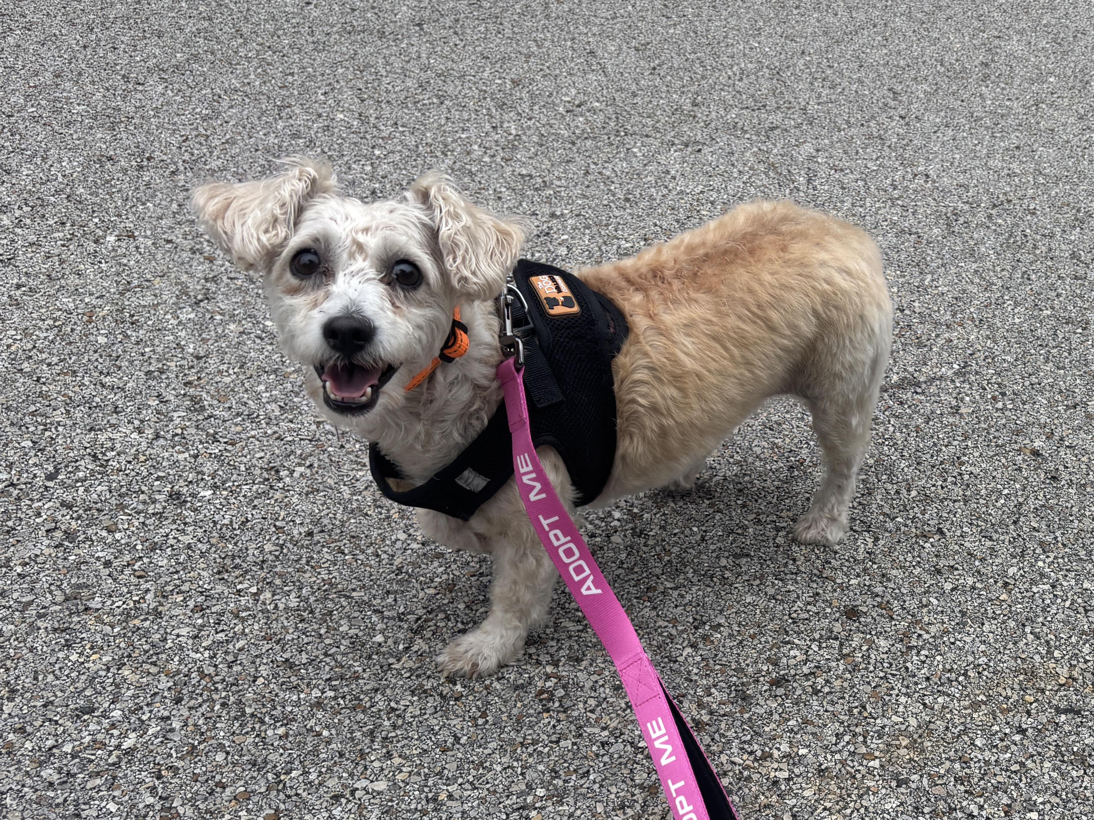 Enlarge Maya, a Adoptable mixed breed in Spring, TX image 3/3