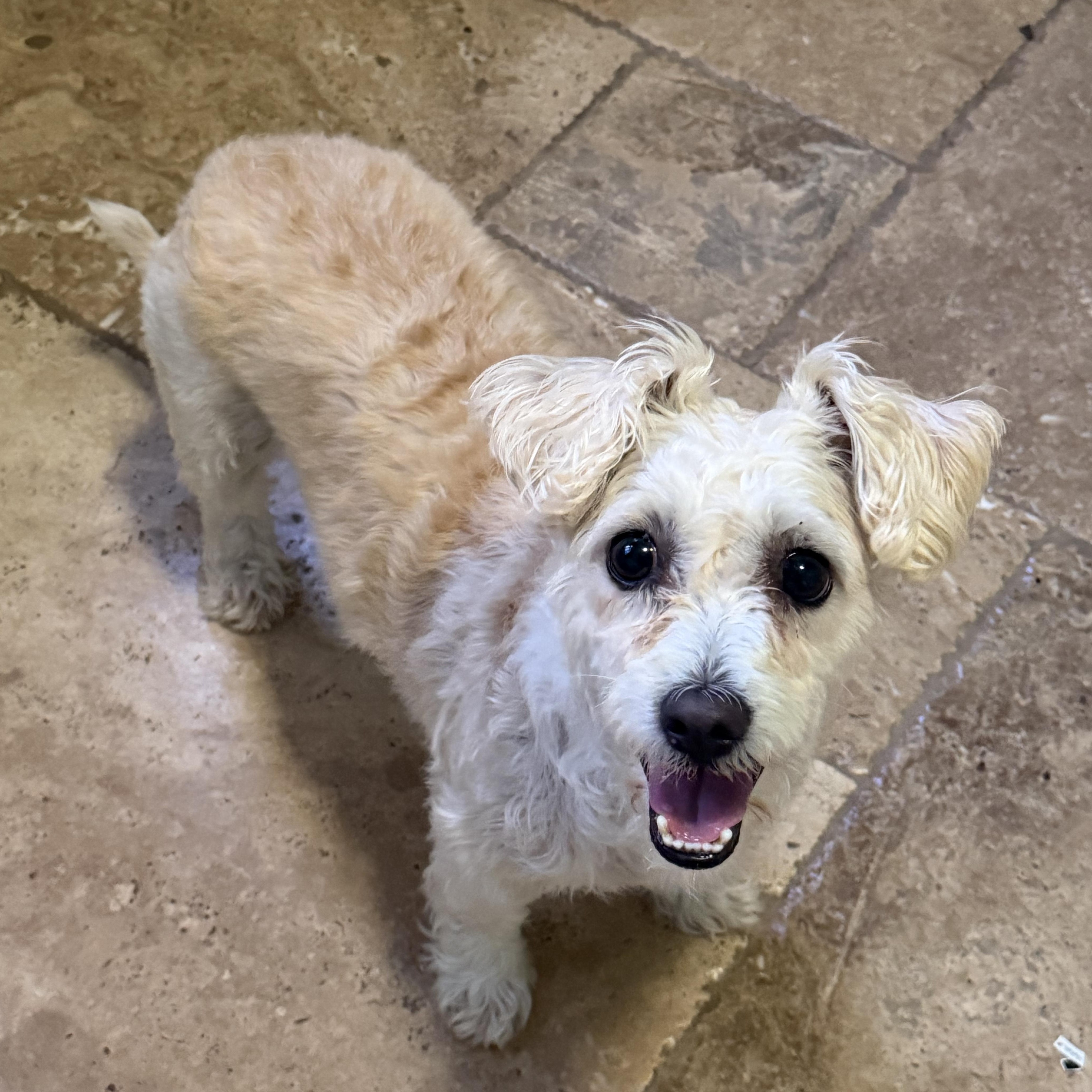 Enlarge Maya, a Adoptable mixed breed in Spring, TX image 2/3