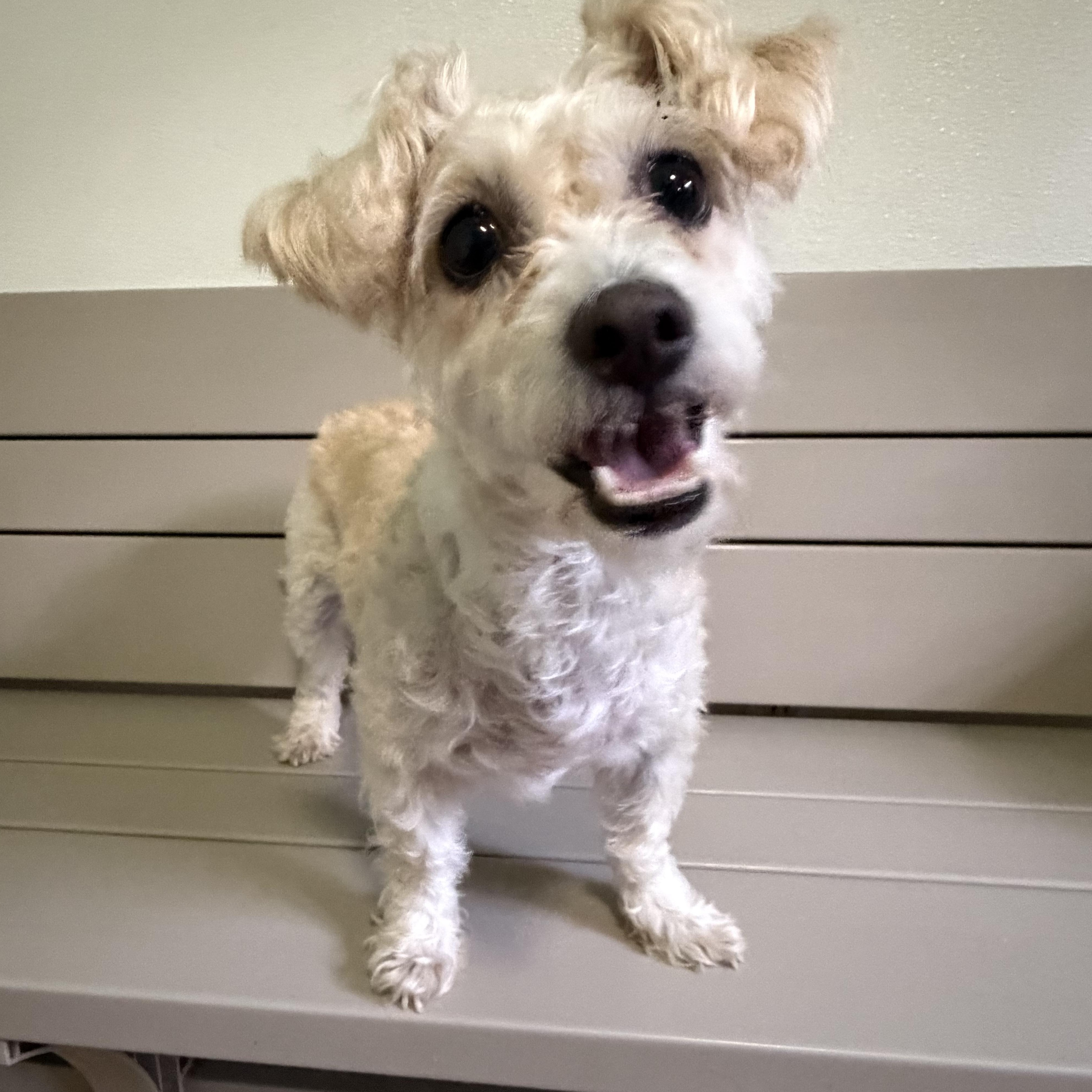 Enlarge Maya, a Adoptable mixed breed in Spring, TX image 1/3