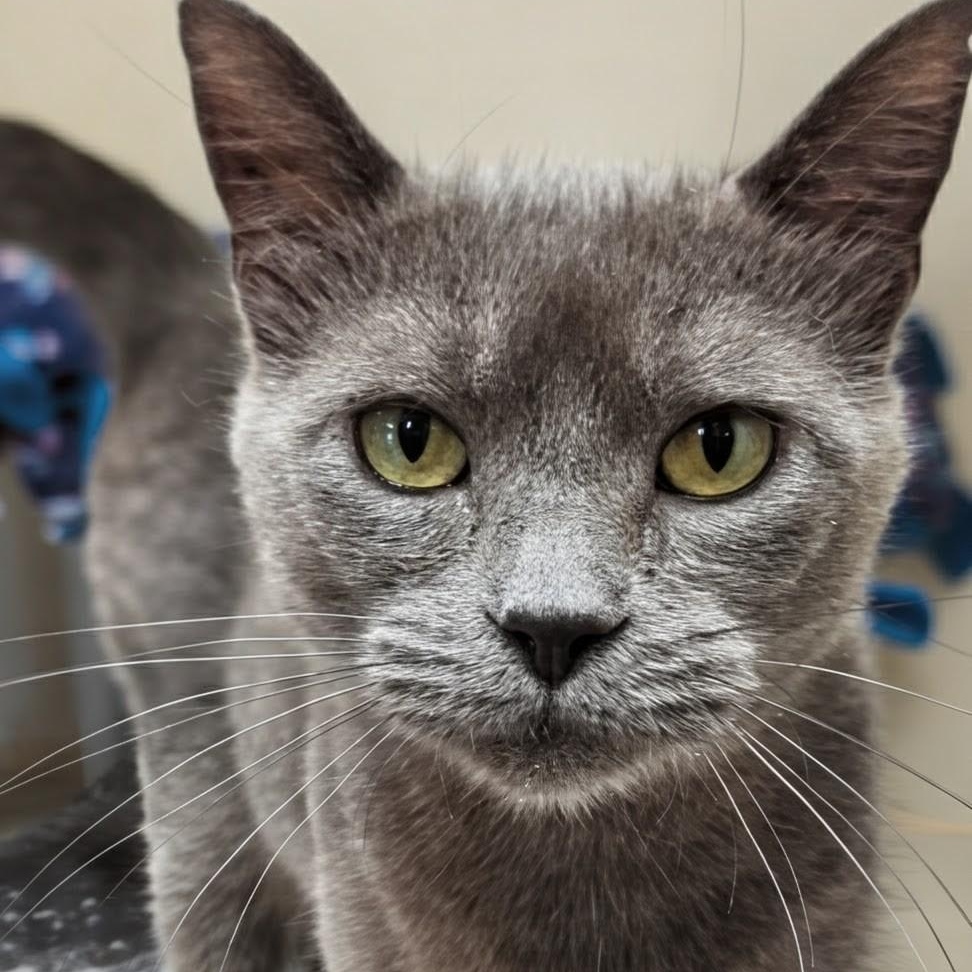 Enlarge GiGi, an adopted Domestic Short Hair in West Jefferson, OH image 2/6