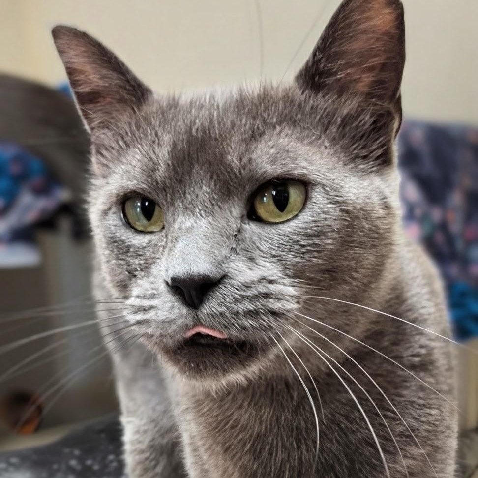 Enlarge GiGi, an adopted Domestic Short Hair in West Jefferson, OH image 6/6