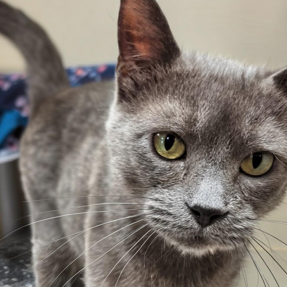 Enlarge GiGi, an adopted Domestic Short Hair in West Jefferson, OH image 4/6