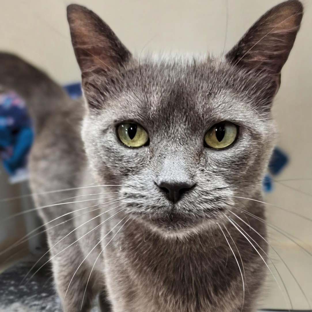 Enlarge GiGi, an adopted Domestic Short Hair in West Jefferson, OH image 3/6