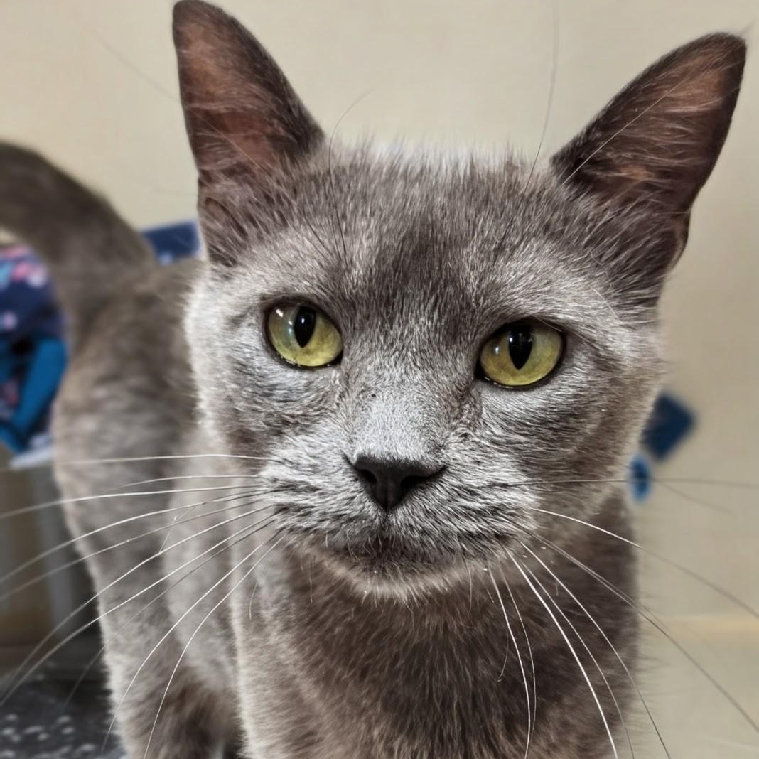 Enlarge GiGi, an adopted Domestic Short Hair in West Jefferson, OH image 5/6