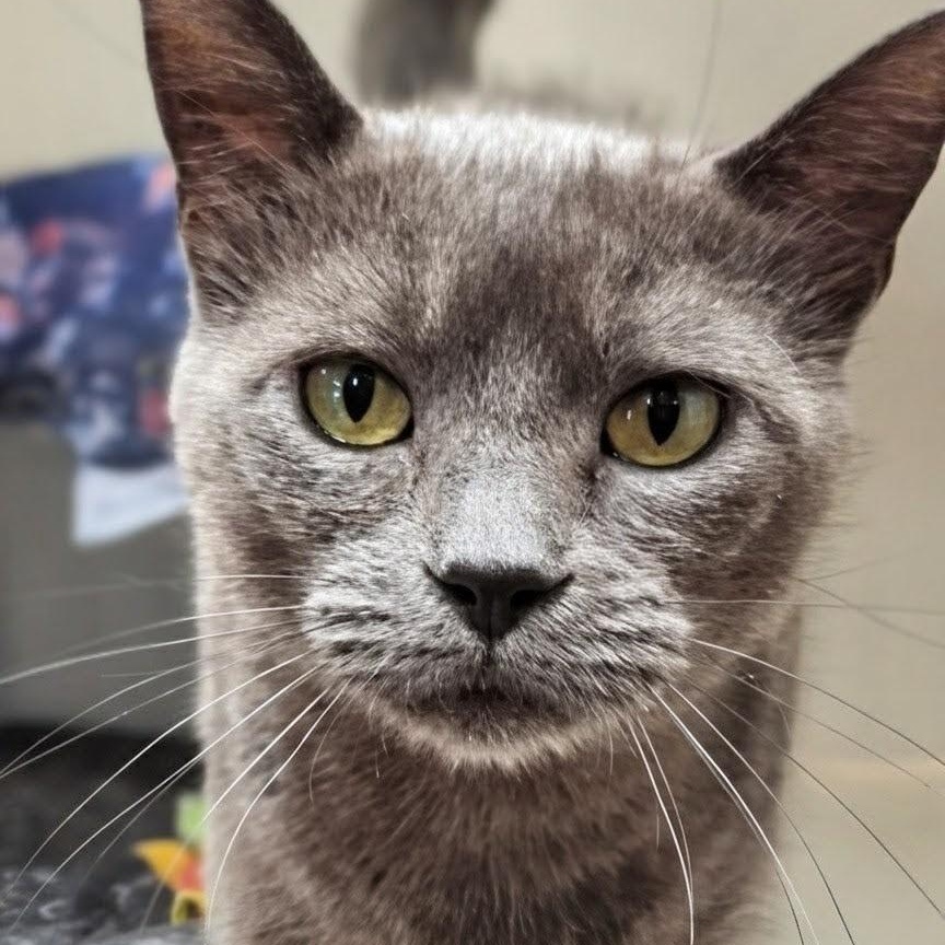 Enlarge GiGi, an adopted Domestic Short Hair in West Jefferson, OH image 1/6