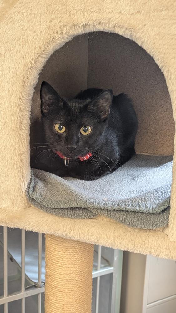 Shawarma, Adoptable, Kitten Female Domestic Short Hair.