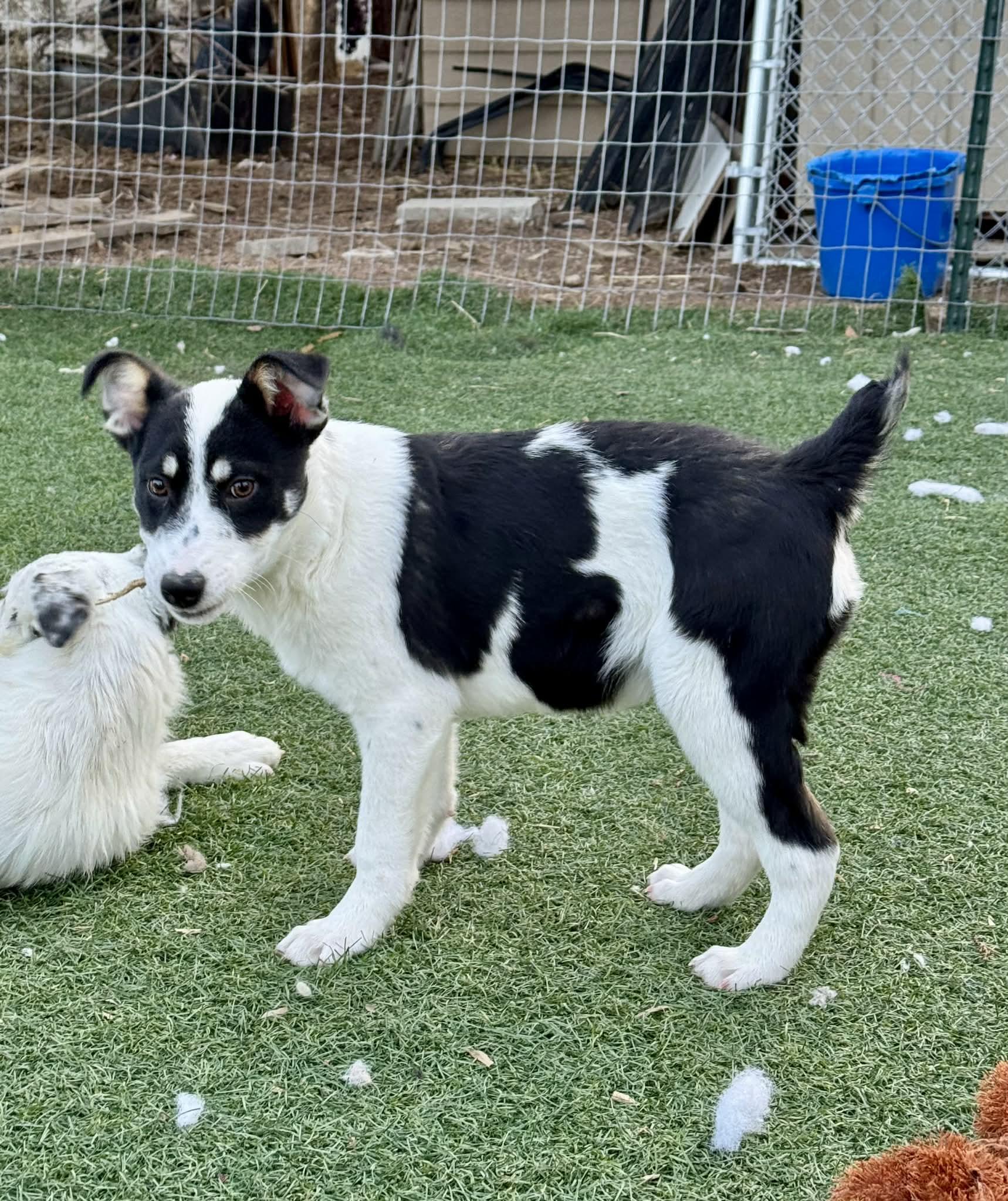 Enlarge 4 month old heeler mix pups , a ADOPTABLE mixed breed in Bend, OR image 1/6