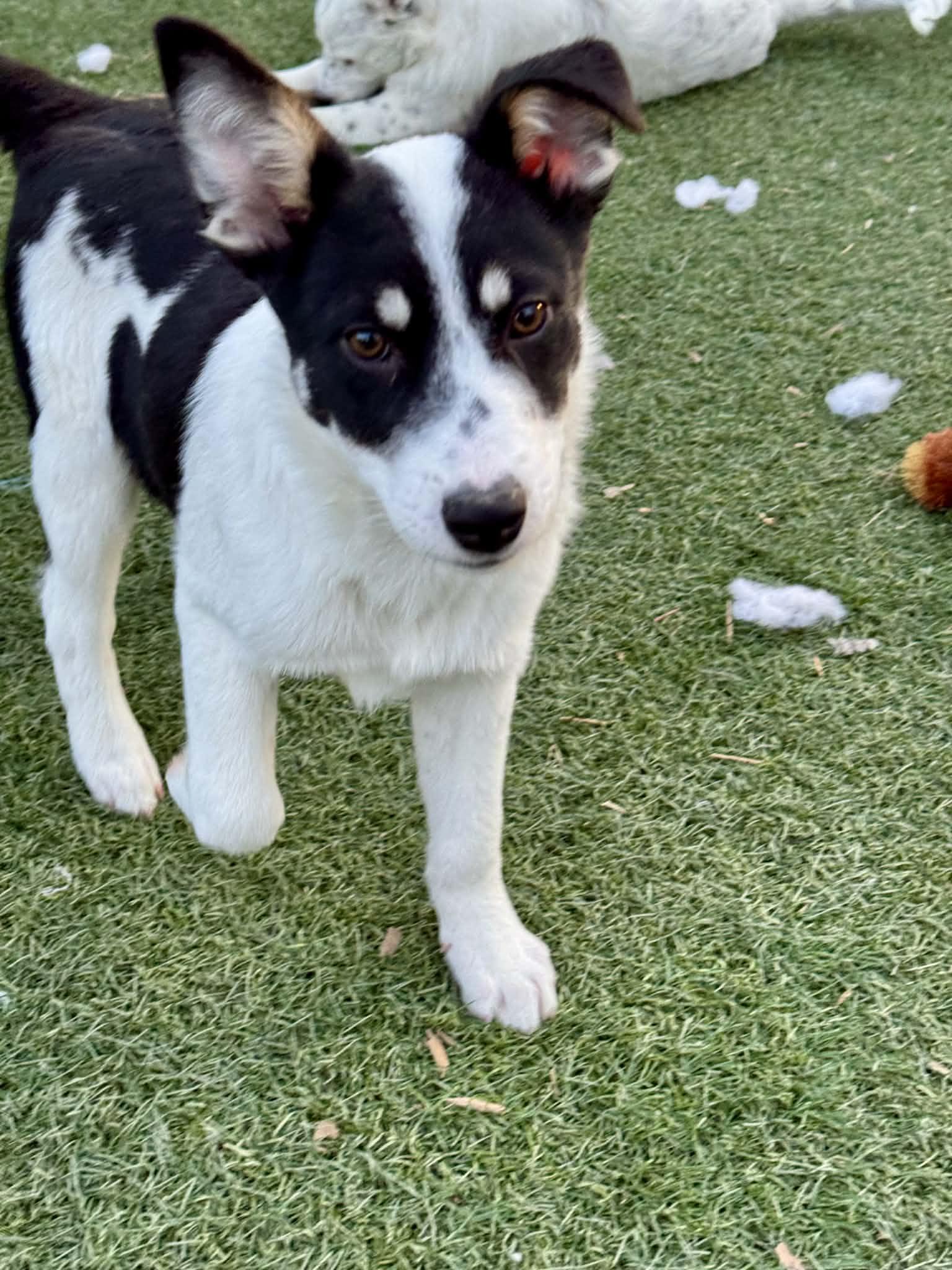 Enlarge 4 month old heeler mix pups , a ADOPTABLE mixed breed in Bend, OR image 2/6