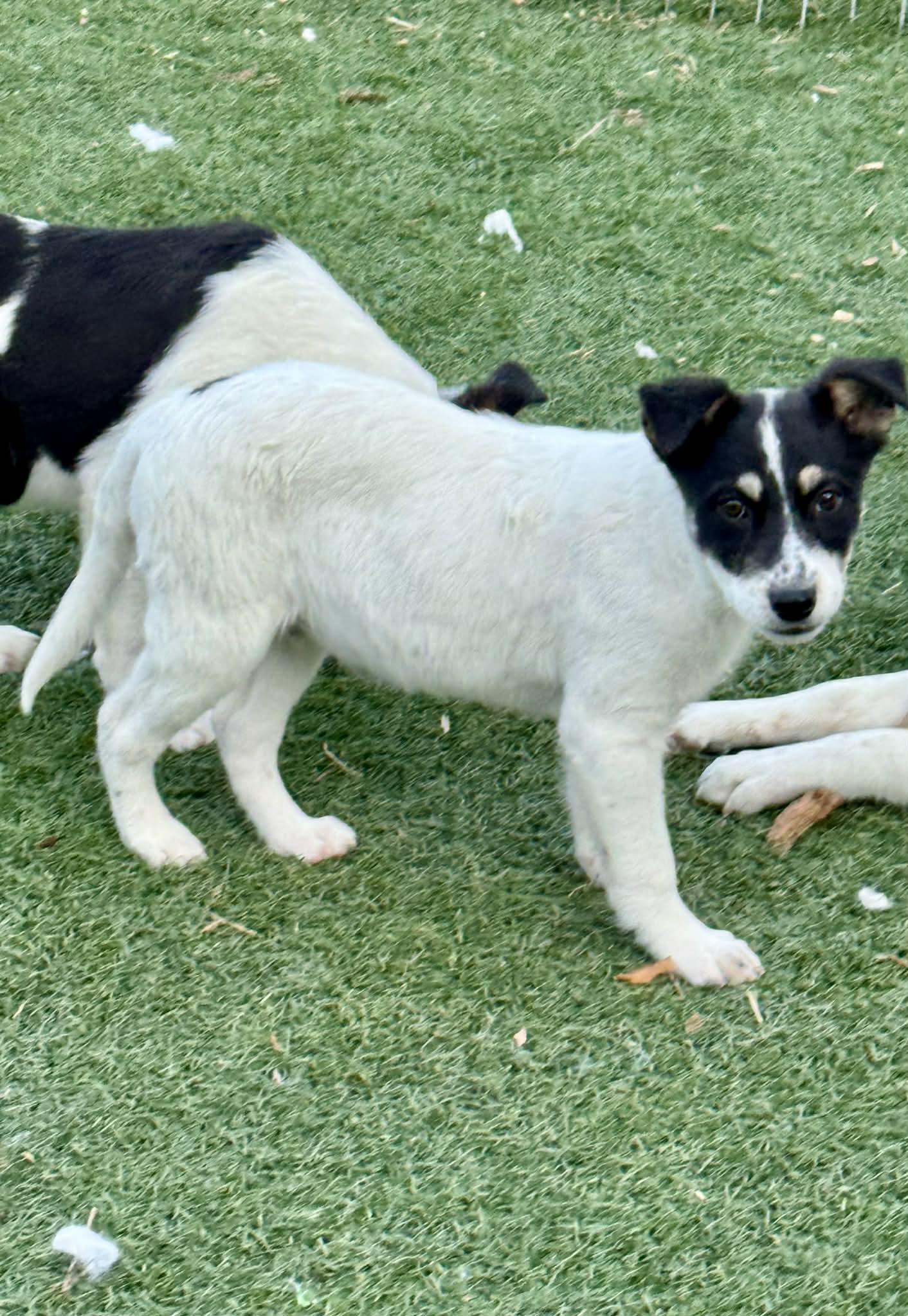 Enlarge 4 month old heeler mix pups , a ADOPTABLE mixed breed in Bend, OR image 3/6