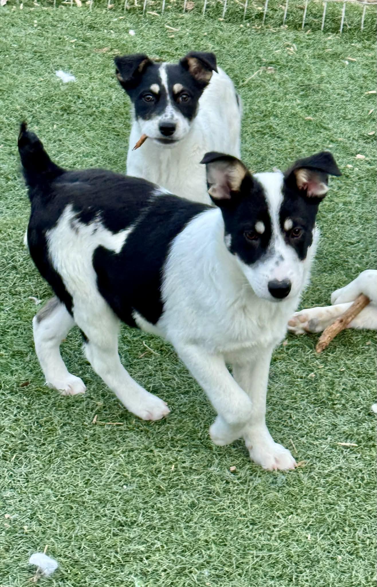 Enlarge 4 month old heeler mix pups , a ADOPTABLE mixed breed in Bend, OR image 4/6