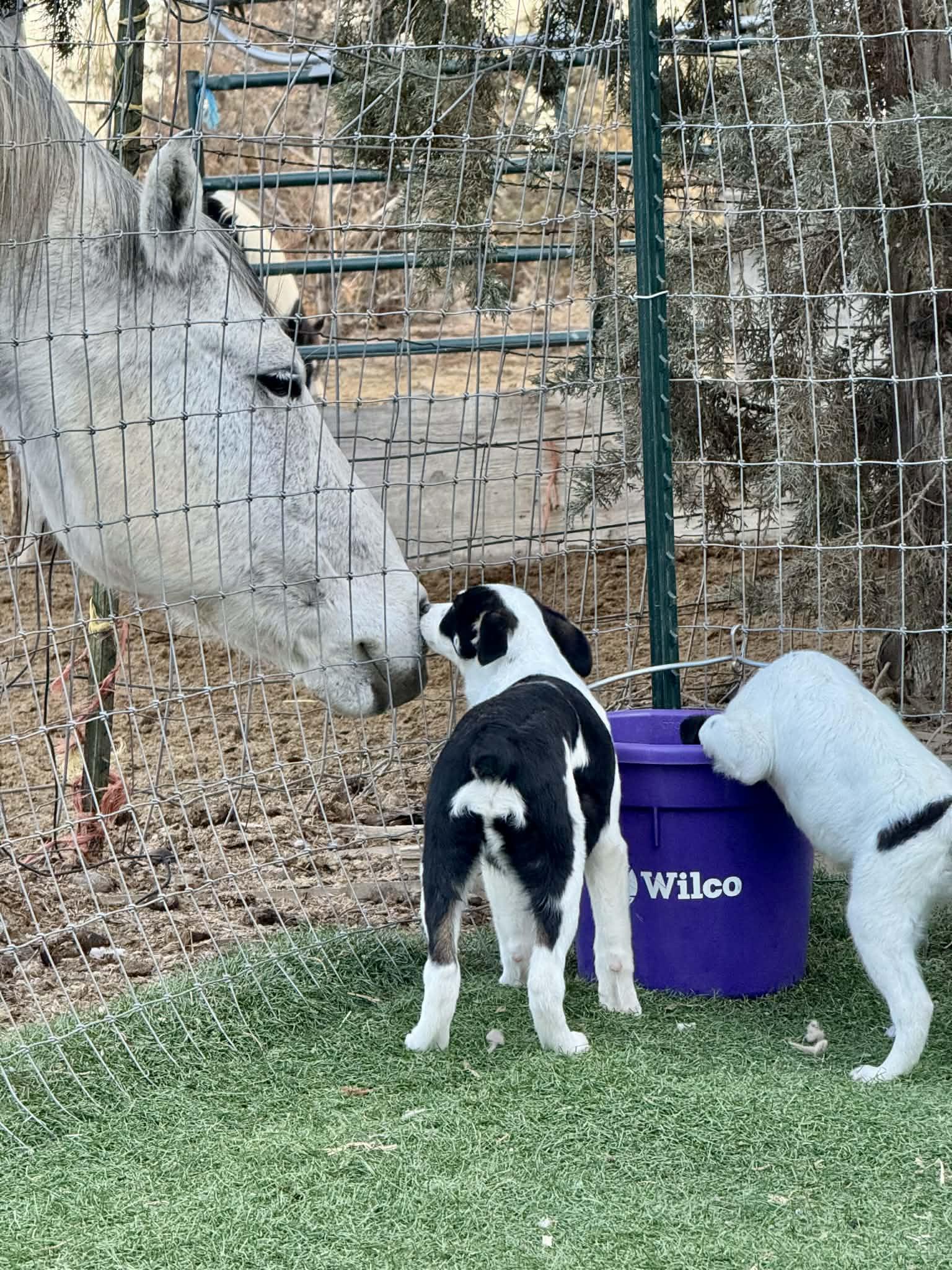 Enlarge 4 month old heeler mix pups , a ADOPTABLE mixed breed in Bend, OR image 5/6