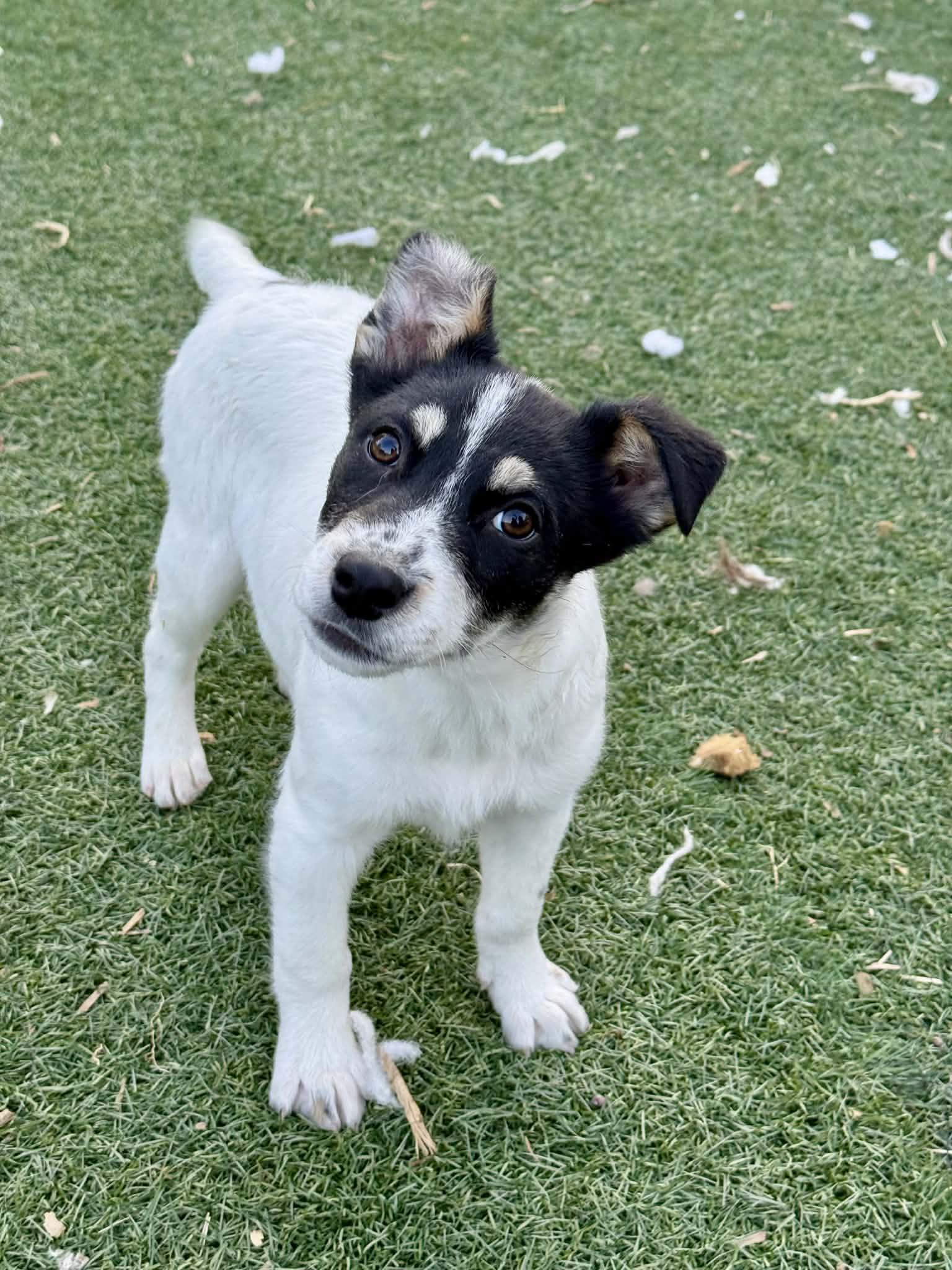 Enlarge 4 month old heeler mix pups , a ADOPTABLE mixed breed in Bend, OR image 6/6