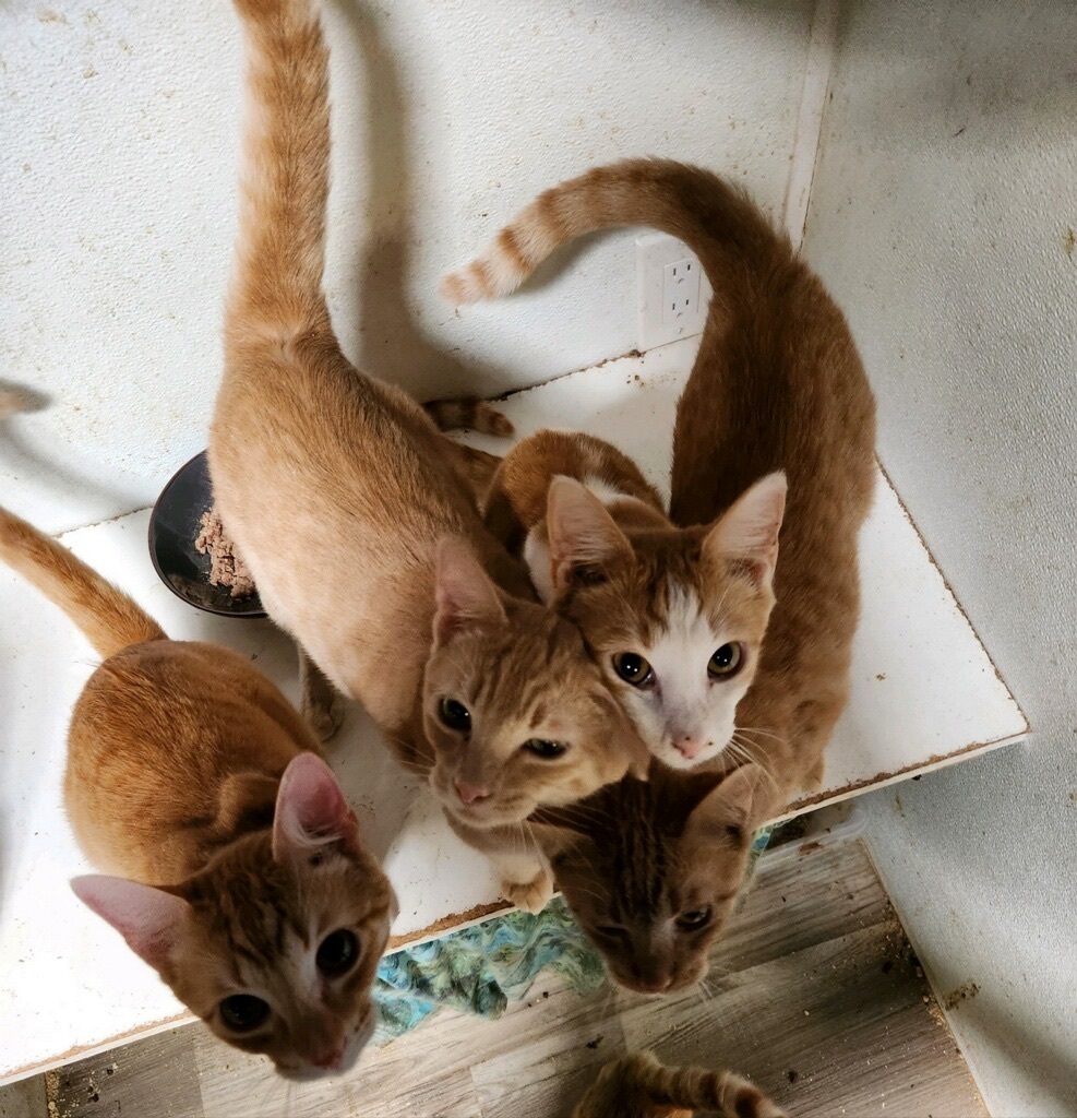 Enlarge Orange Madley, a Adoptable Tabby in Pomona, CA image 1/12