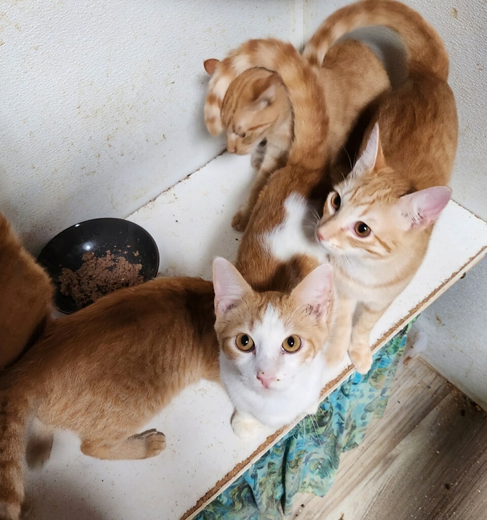 Enlarge Orange Madley, a Adoptable Tabby in Pomona, CA image 2/12