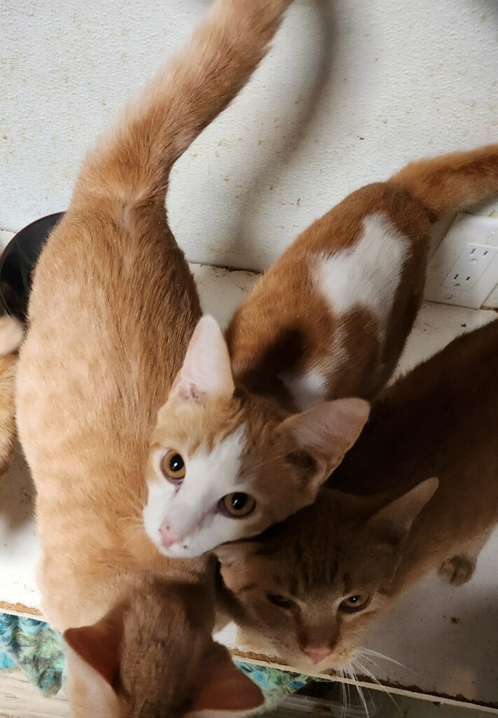Orange Madley, Adoptable, Kitten Male Tabby.