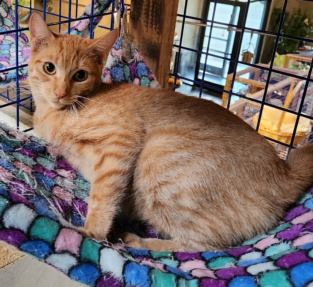 Enlarge Orange Madley, a Adoptable Tabby in Pomona, CA image 4/12