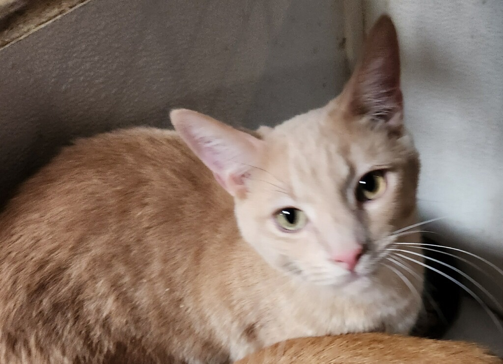 Enlarge Orange Madley, a Adoptable Tabby in Pomona, CA image 5/12