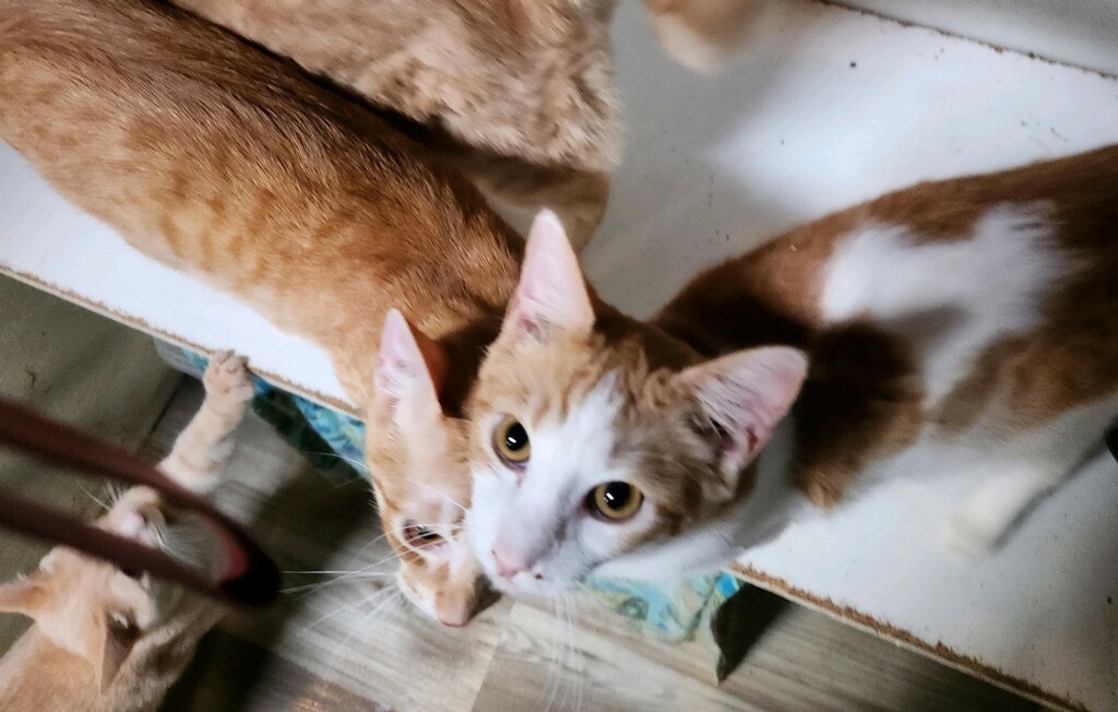 Enlarge Orange Madley, a Adoptable Tabby in Pomona, CA image 6/12