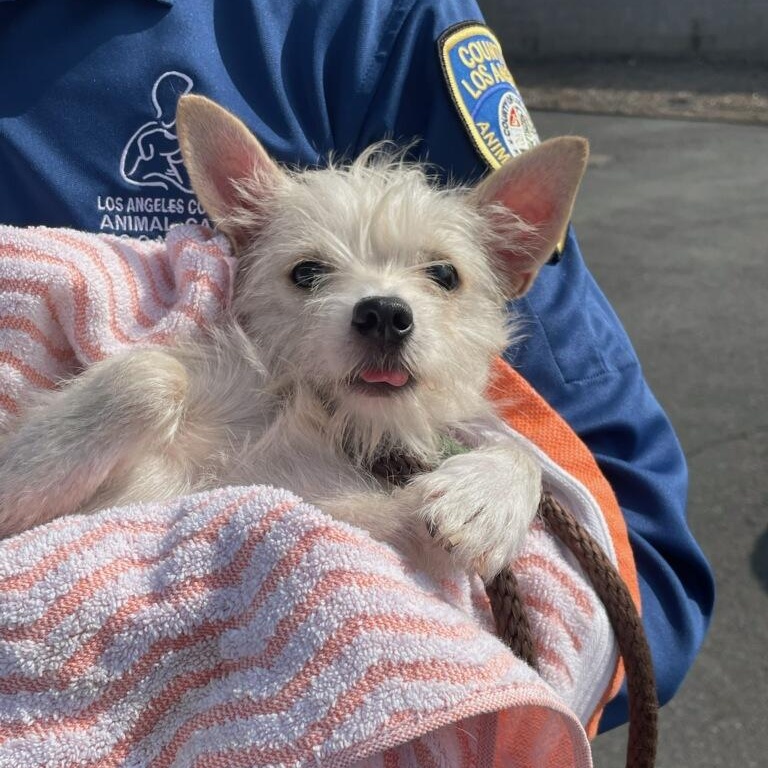 Happy, Adoptable, Adult Female Cairn Terrier.