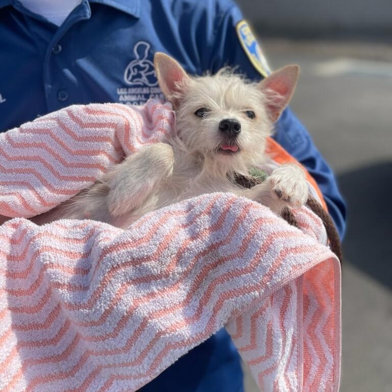 Happy, a Adoptable mixed breed in Greenville, SC image 4/4