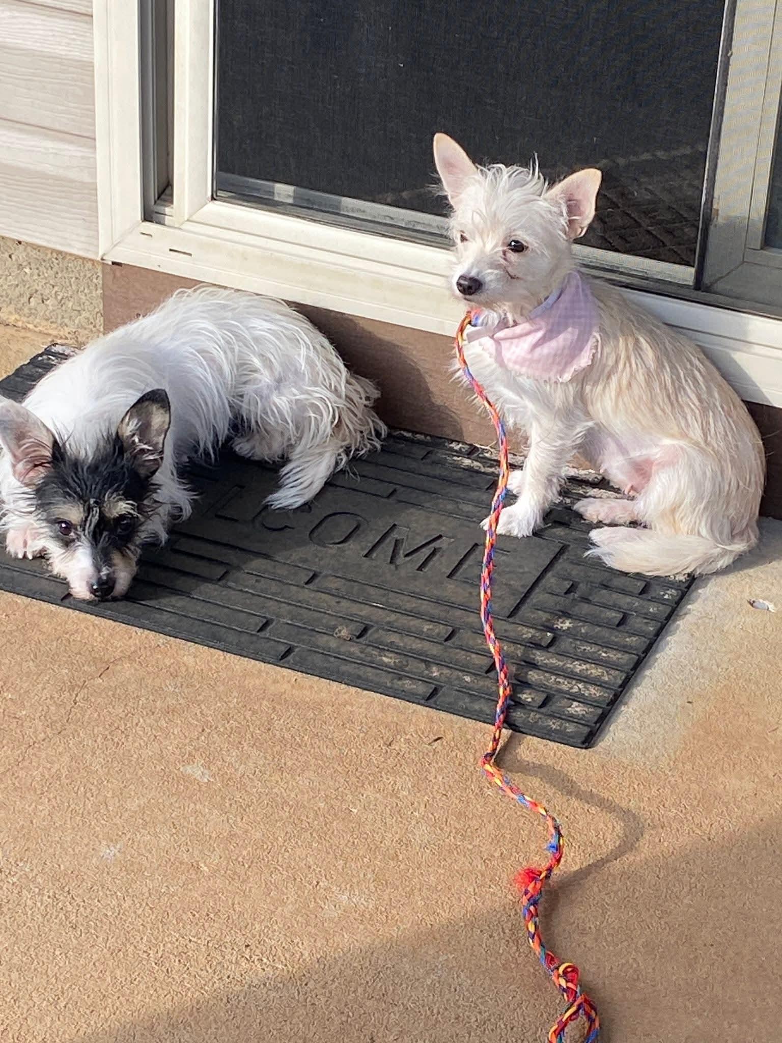 Happy, a Adoptable mixed breed in Greenville, SC image 2/4