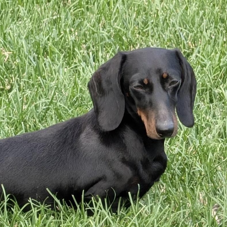 Nori, ADOPTABLE, Adult Female Dachshund.