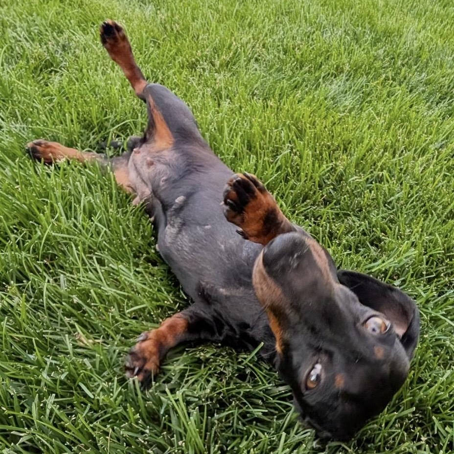 Enlarge Nori, a ADOPTABLE Dachshund in Omaha, NE image 4/4