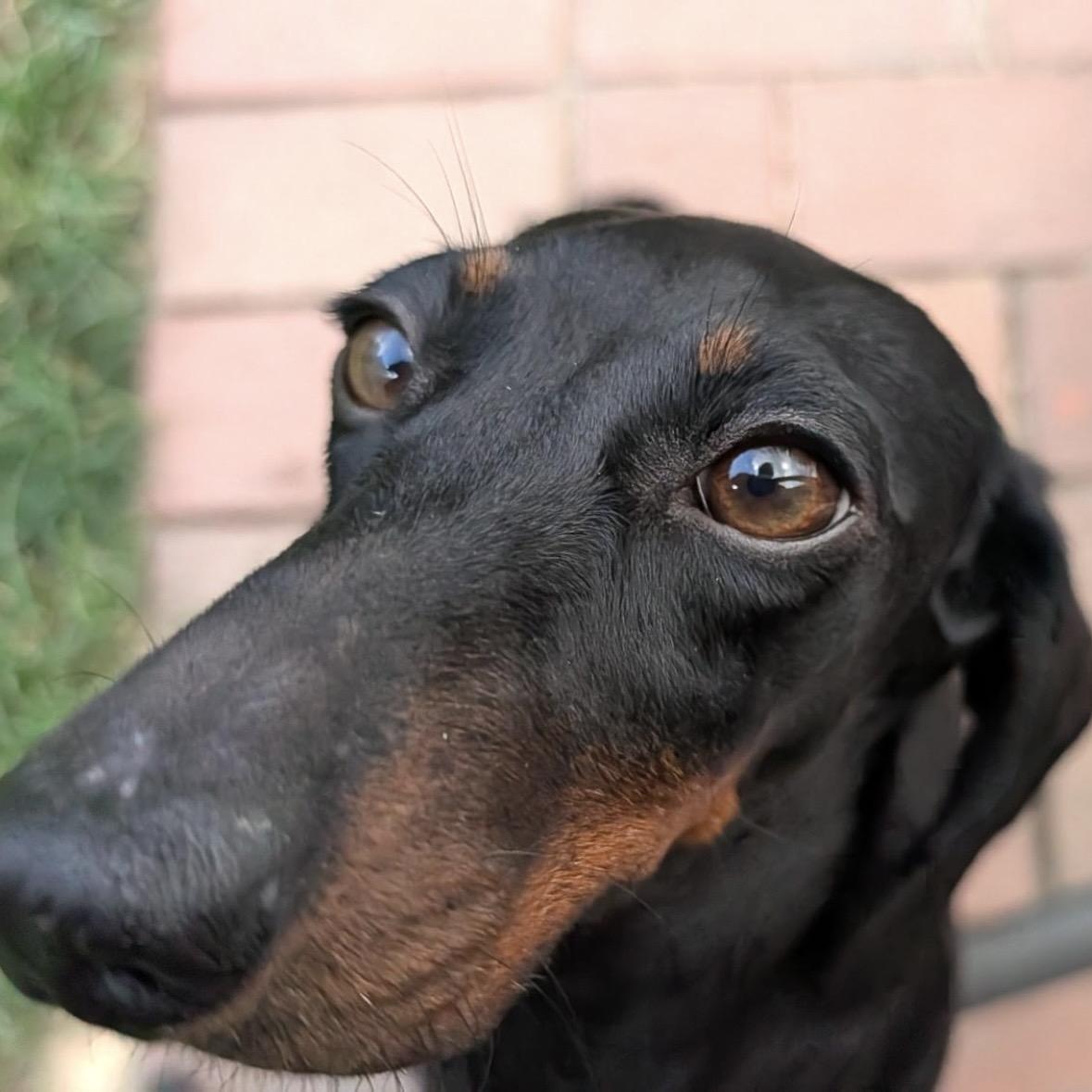 Enlarge Nori, a ADOPTABLE Dachshund in Omaha, NE image 2/4