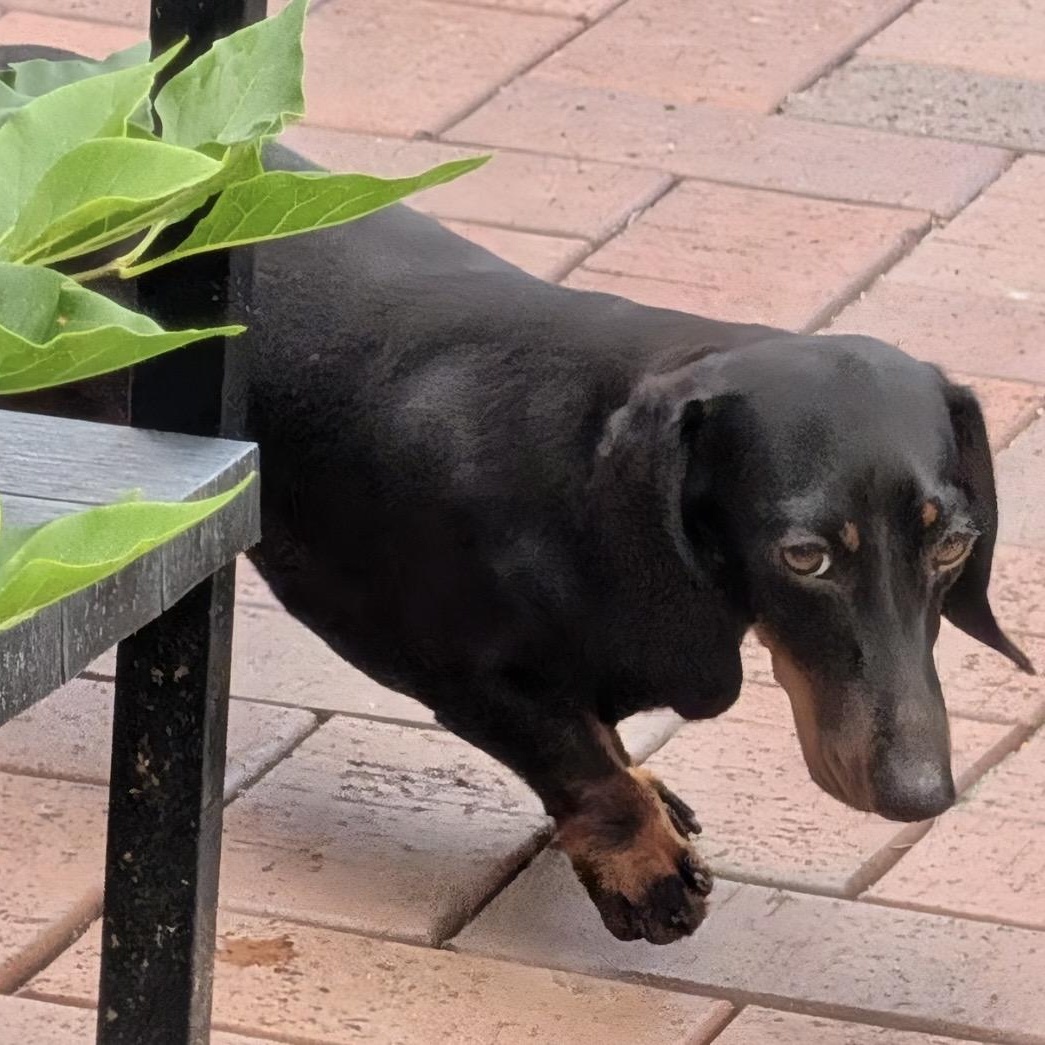 Enlarge Nori, a ADOPTABLE Dachshund in Omaha, NE image 3/4