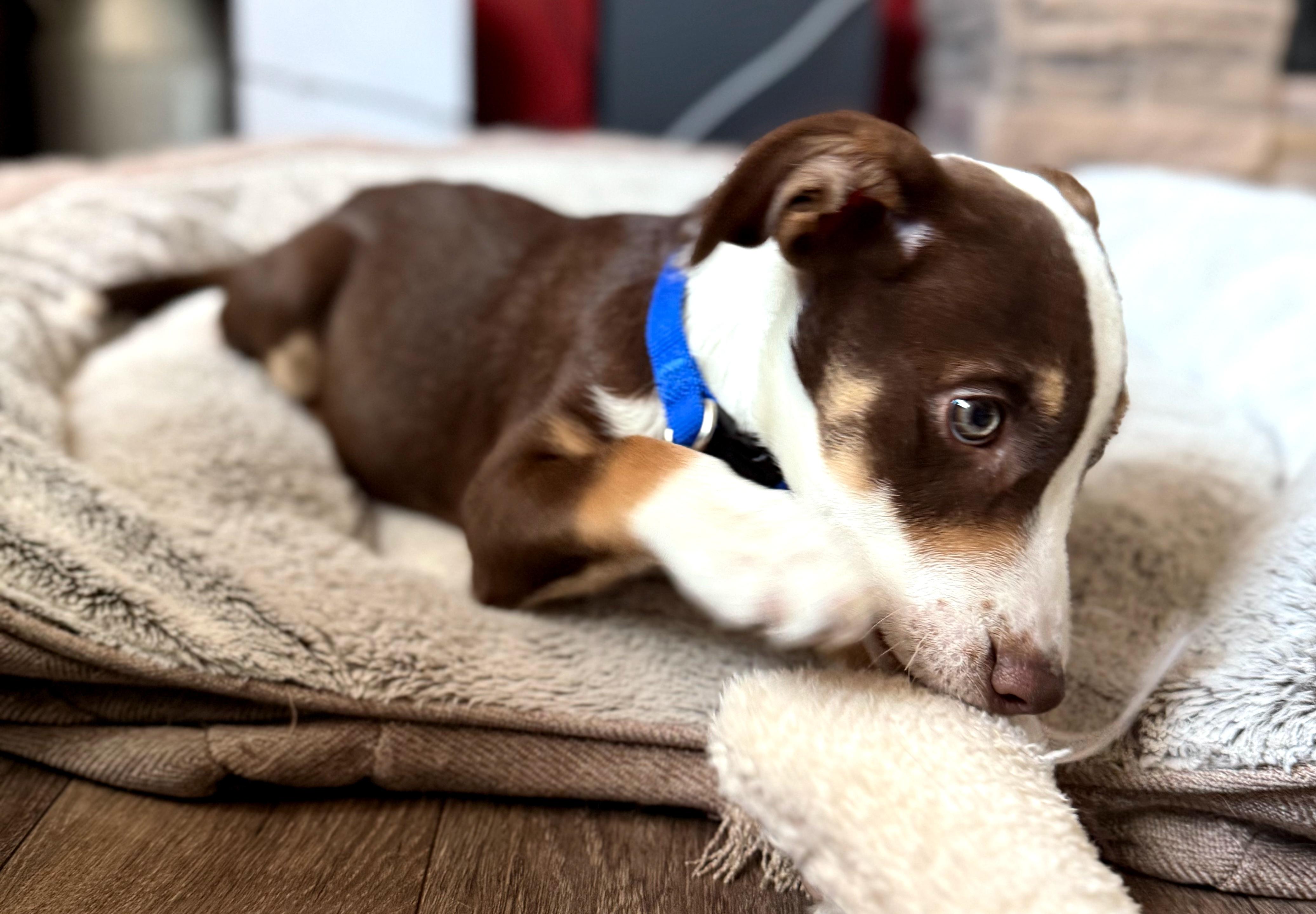 Nikko, an adopted mixed breed in Winnipeg, MB image 1/5