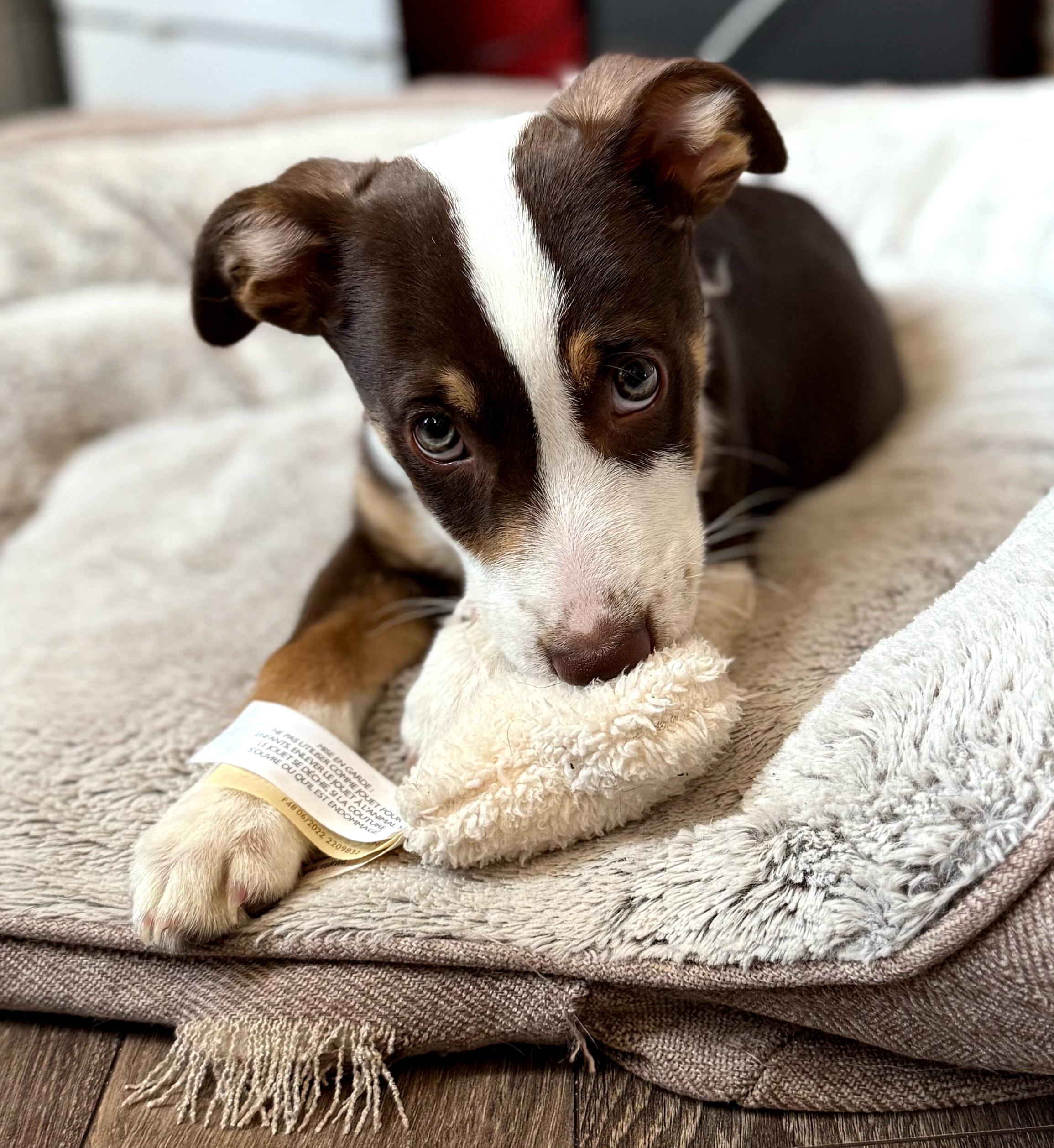 Nikko, an adopted mixed breed in Winnipeg, MB image 3/5