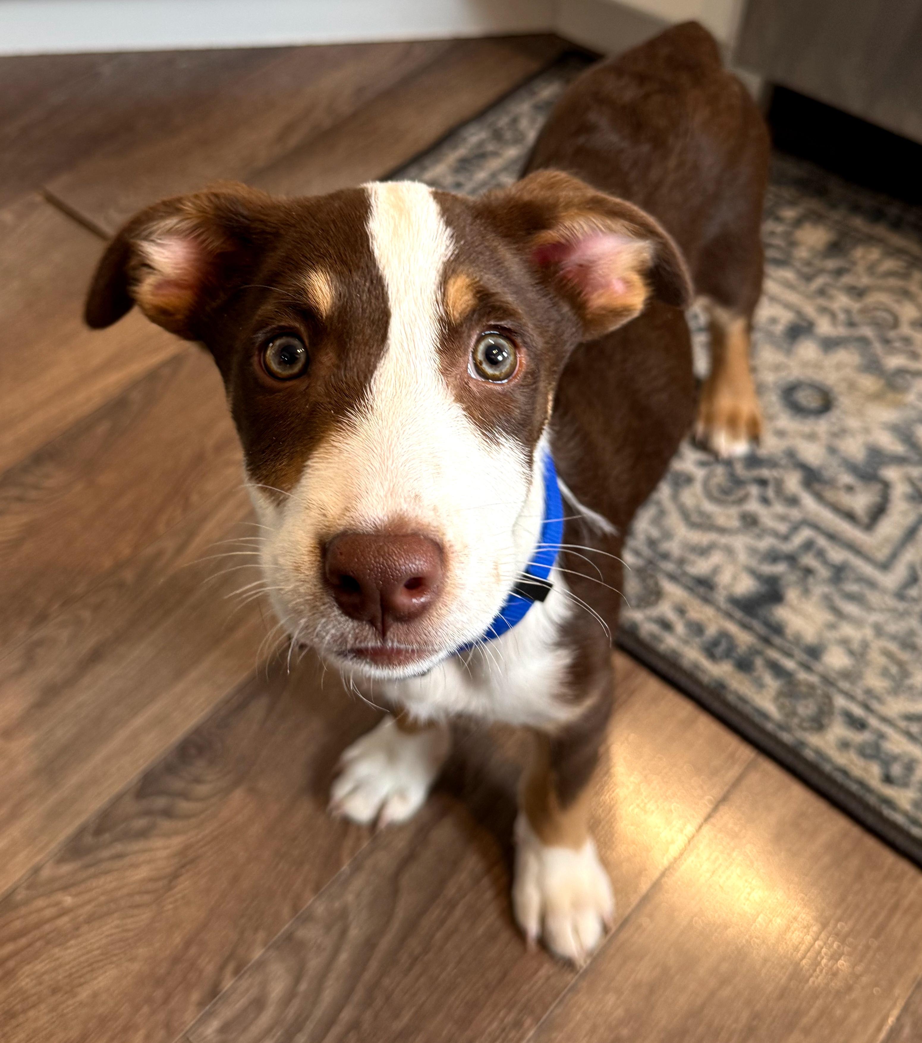 Nikko, an adopted mixed breed in Winnipeg, MB image 2/5