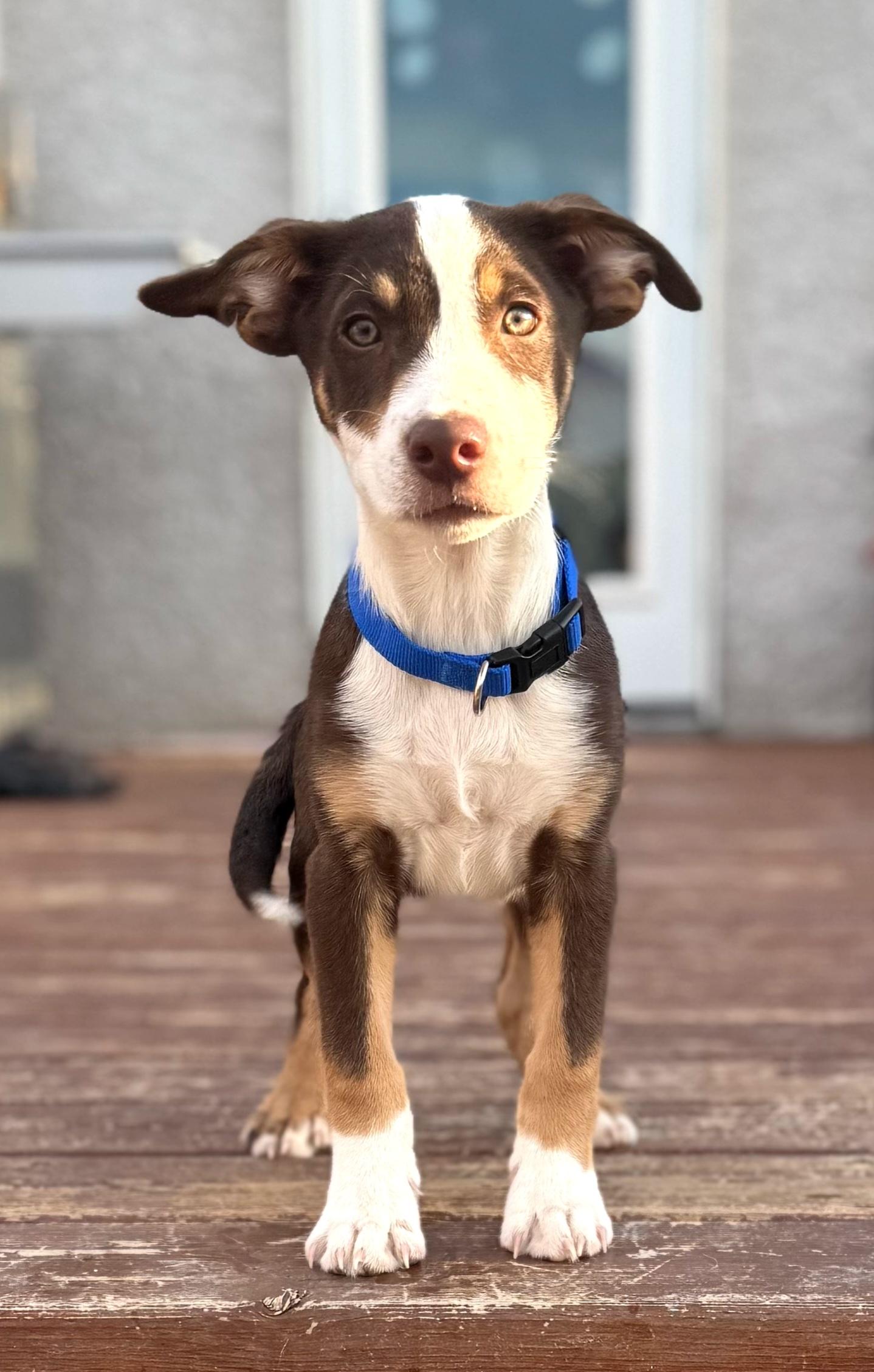 Nikko, an adopted mixed breed in Winnipeg, MB image 5/5