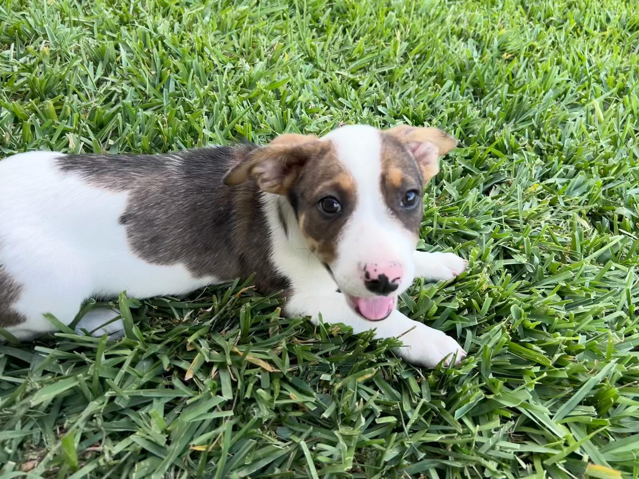 Enlarge Peter, an adopted mixed breed in Cypress, TX image 1/6