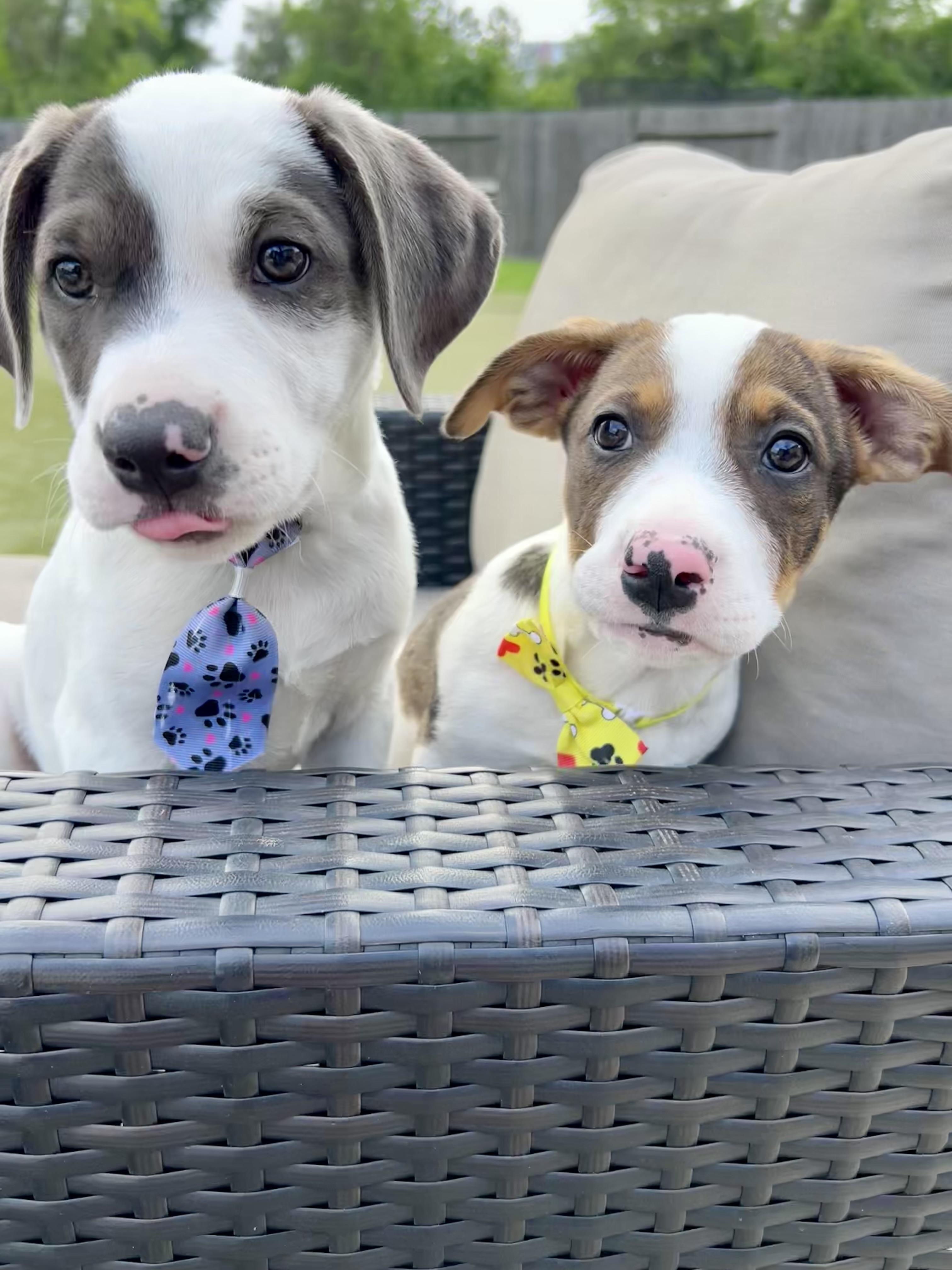 Enlarge Peter, an adopted mixed breed in Cypress, TX image 2/6